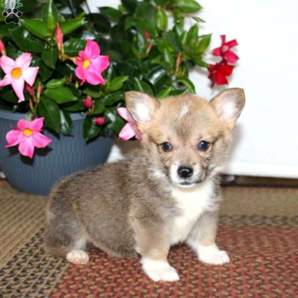 Bentley, Pembroke Welsh Corgi Puppy