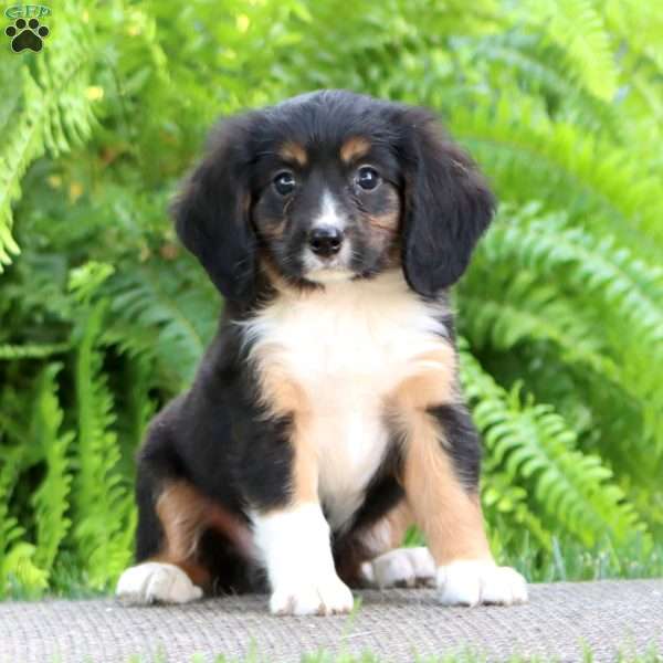 Bentley, Miniature Bernese Mountain Dog Puppy