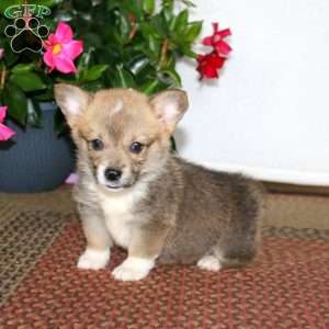 Bentley, Pembroke Welsh Corgi Puppy