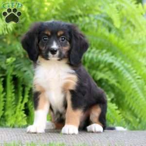 Bentley, Miniature Bernese Mountain Dog Puppy