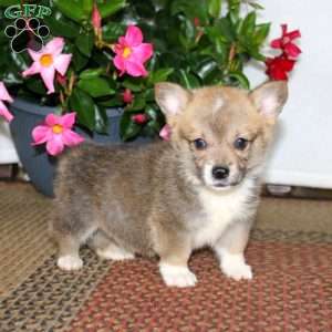 Bentley, Pembroke Welsh Corgi Puppy