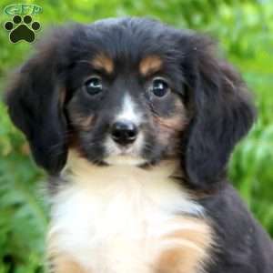 Bentley, Miniature Bernese Mountain Dog Puppy