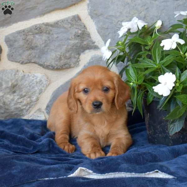 Berry, Miniature Golden Retriever Puppy