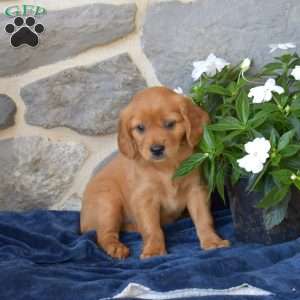 Berry, Miniature Golden Retriever Puppy