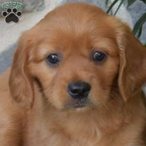 Berry, Miniature Golden Retriever Puppy