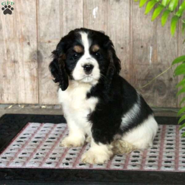 Bert, Cocker Spaniel Puppy