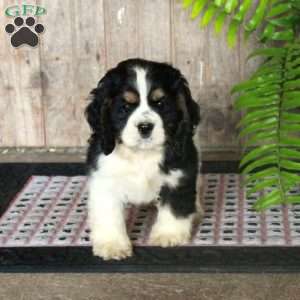 Bert, Cocker Spaniel Puppy