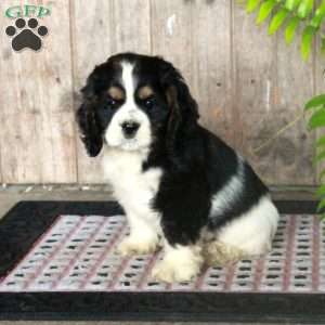 Bert, Cocker Spaniel Puppy
