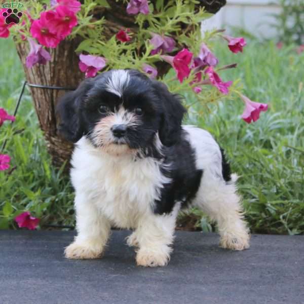 Betty, Cavachon Puppy