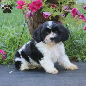 Betty, Cavachon Puppy