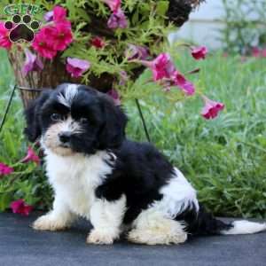Betty, Cavachon Puppy