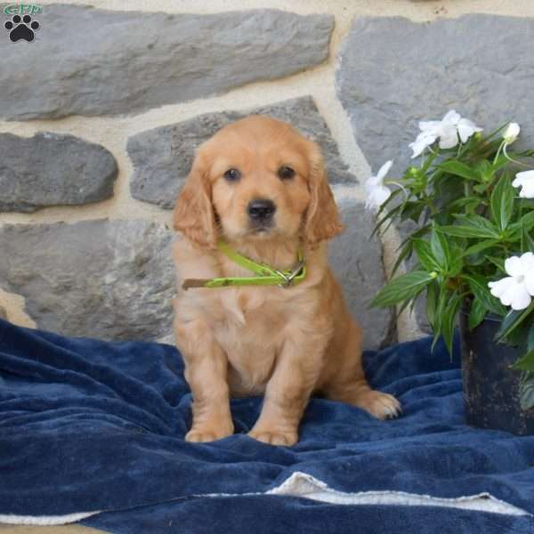 Bianca, Miniature Golden Retriever Puppy