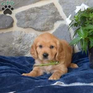 Bianca, Miniature Golden Retriever Puppy