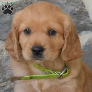 Bianca, Miniature Golden Retriever Puppy