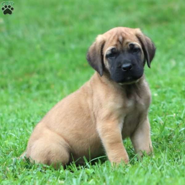 Big Ben, English Mastiff Puppy