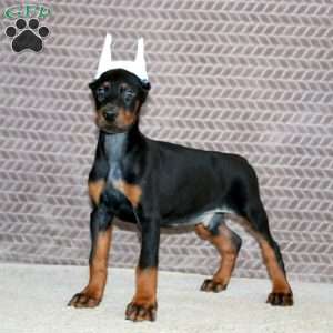 Big Ben, Doberman Pinscher Puppy