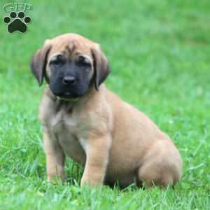 Big Ben, English Mastiff Puppy