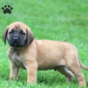Big Ben, English Mastiff Puppy