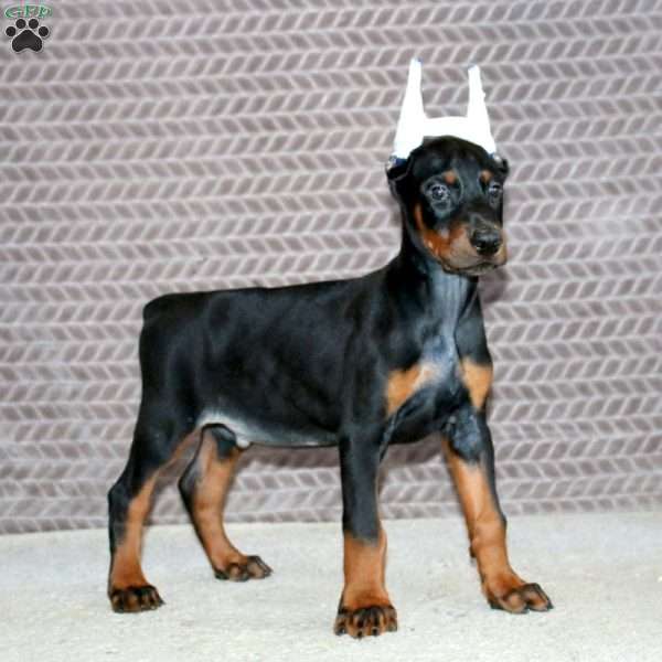 Big Ben, Doberman Pinscher Puppy