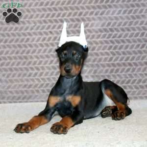 Big Ben, Doberman Pinscher Puppy