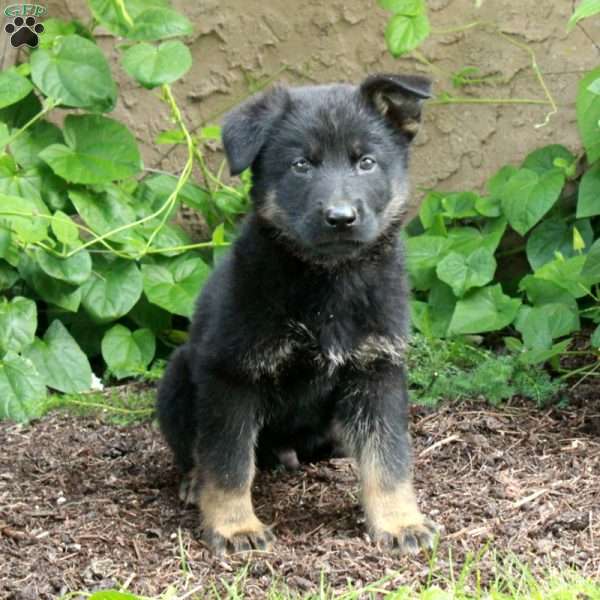 Bingo, German Shepherd Puppy