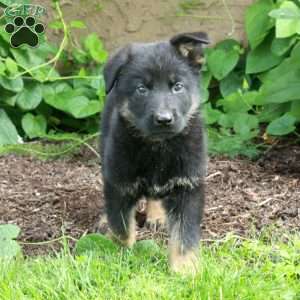 Bingo, German Shepherd Puppy