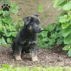Bingo, German Shepherd Puppy
