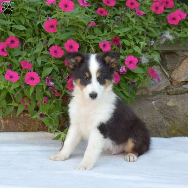 Birch, Sheltie Puppy