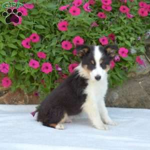 Birch, Sheltie Puppy