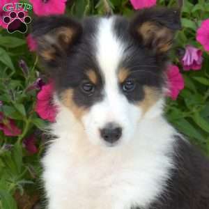 Birch, Sheltie Puppy