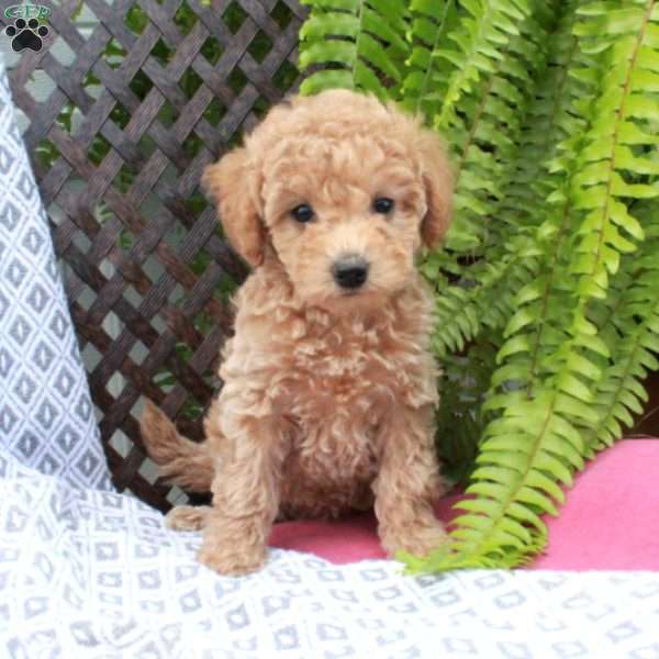 Birdie, Toy Poodle Puppy