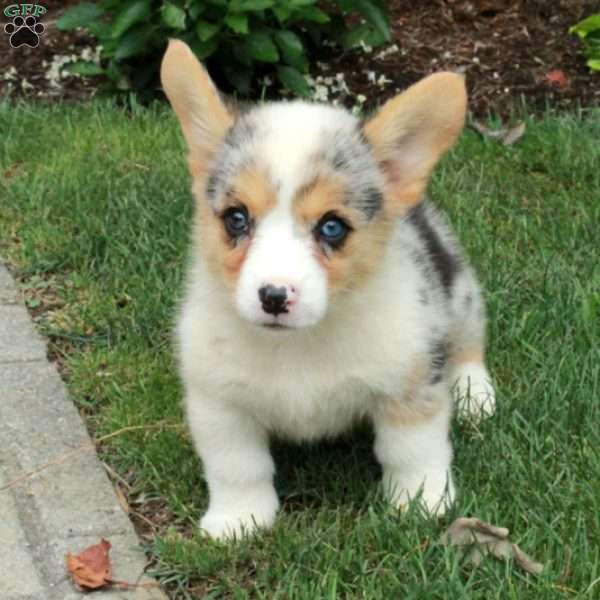 Birdie, Pembroke Welsh Corgi Puppy