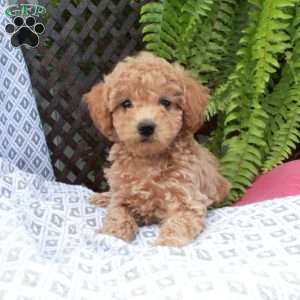 Birdie, Toy Poodle Puppy