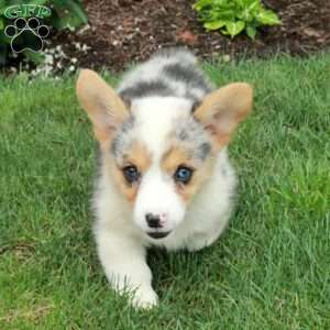 Birdie, Pembroke Welsh Corgi Puppy