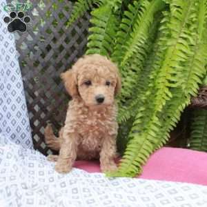 Birdie, Toy Poodle Puppy