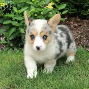 Birdie, Pembroke Welsh Corgi Puppy