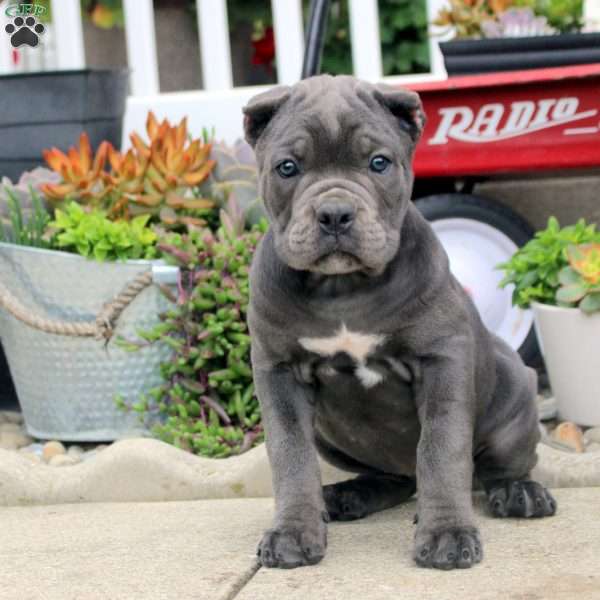 Biscuit, Cane Corso Puppy