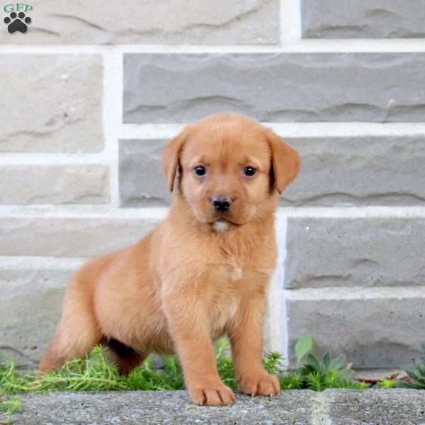Biscuit, Fox Red Labrador Retriever Puppy
