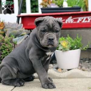 Biscuit, Cane Corso Puppy