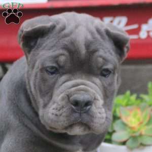 Biscuit, Cane Corso Puppy