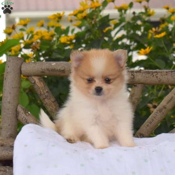 Biscuit, Pomeranian Puppy