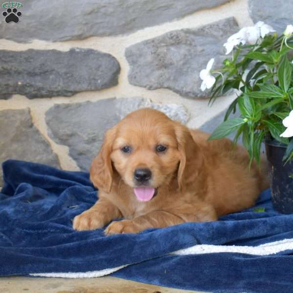 Biscuit, Miniature Golden Retriever Puppy
