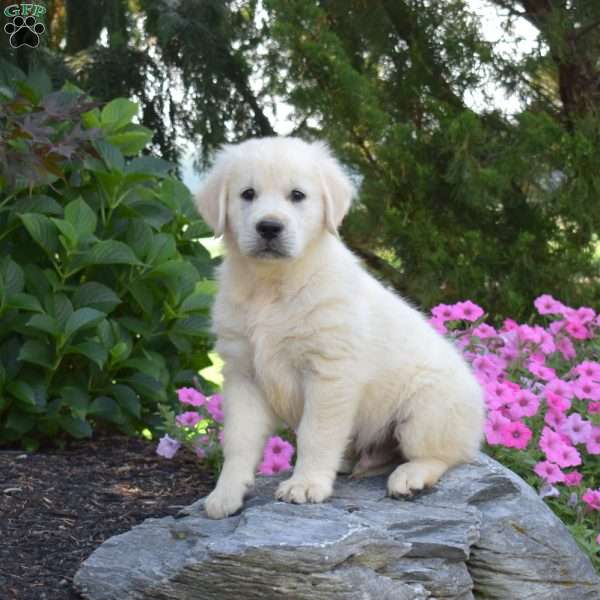 Biscuit, English Cream Golden Retriever Puppy