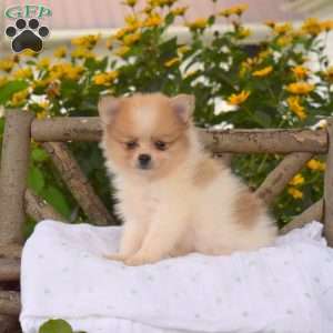 Biscuit, Pomeranian Puppy