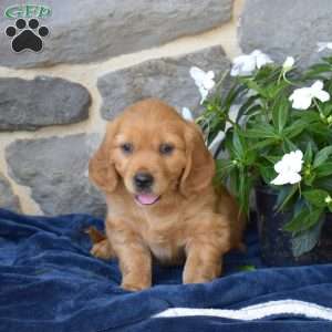 Biscuit, Miniature Golden Retriever Puppy