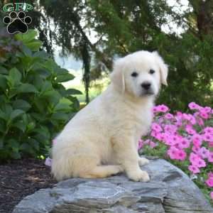 Biscuit, English Cream Golden Retriever Puppy