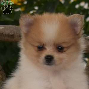Biscuit, Pomeranian Puppy