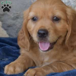 Biscuit, Miniature Golden Retriever Puppy