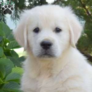 Biscuit, English Cream Golden Retriever Puppy