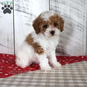Bitsie, Toy Poodle Puppy